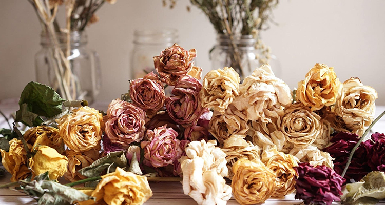 ЦВЕТЫ И ДЕКОРАТИВНЫЕ РАСТЕНИЯ