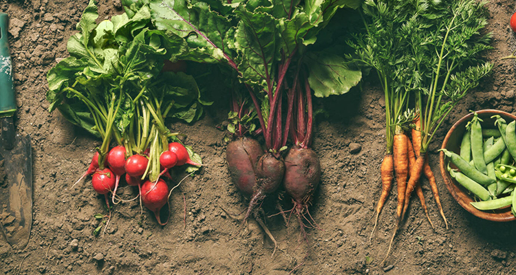 Сельскохозяйственная продукция