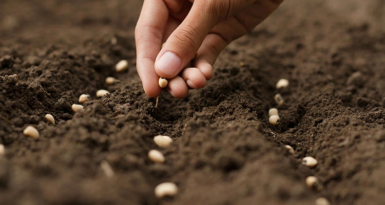 СЕМЕНА И ГРИБЫ