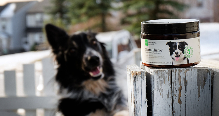 ПИЩЕВЫЕ ДОБАВКИ ДЛЯ ЖИВОТНЫХ