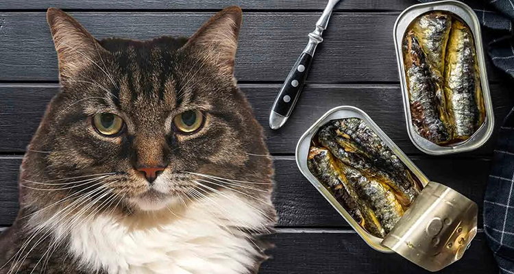 КОРМА ДЛЯ ВОДНЫХ ВИДОВ