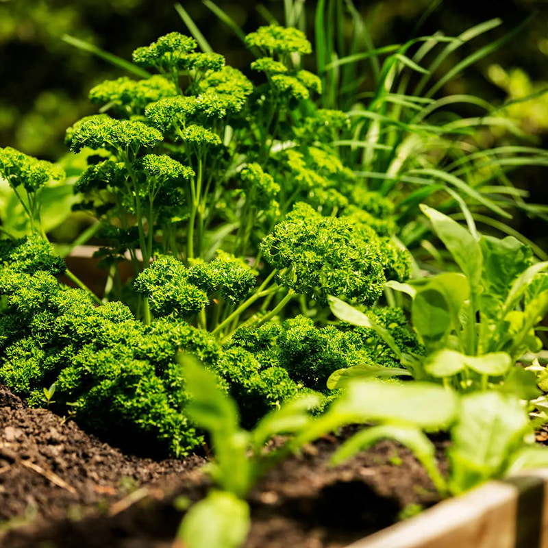 Светозащитная система фасовки в бутылки-Для упаковки светочувствительных растительных продуктов